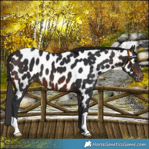 Horse Color:Brown Near Leopard 