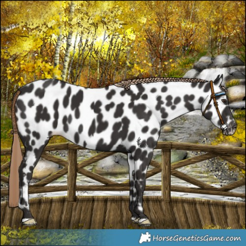 Horse Color:Liver Chestnut Leopard 