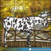 Horse Color:Liver Chestnut Leopard 