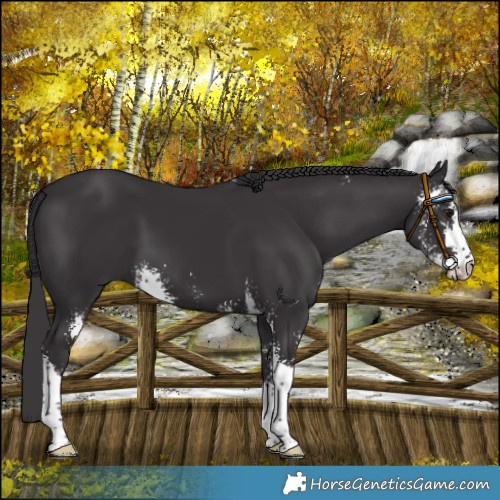 Horse Color:Smoky Black Sabino 