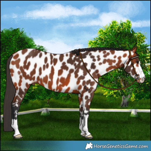 Horse Color:Bay Near Leopard 