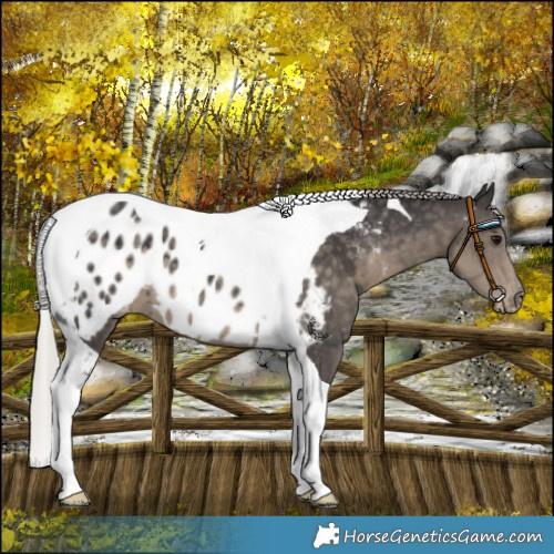 Horse Color:Silver Smoky Black Tobiano Near Leopard 