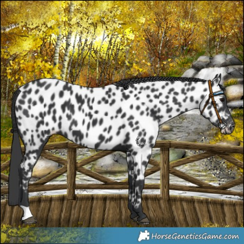 Horse Color:Black Near Leopard