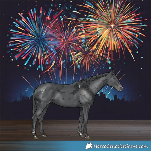 Horse Color:Black Merle Appaloosa