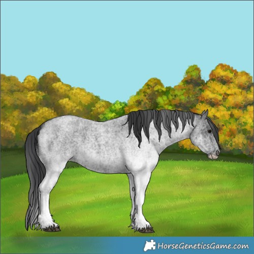 Horse Color:White Spotted Blue Roan 