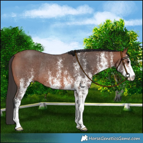 Horse Color:White Spotted Bay Rabicano