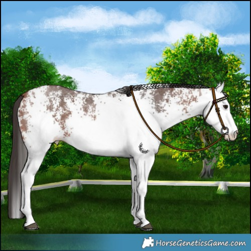 Horse Color:White Spotted Bay 