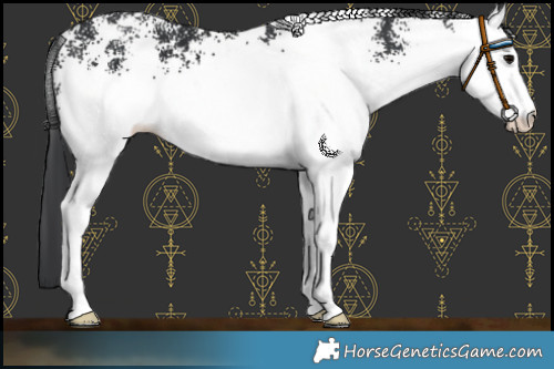 Horse Color:White Spotted Black 