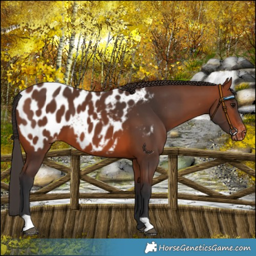 Horse Color:Bay Near Leopard 