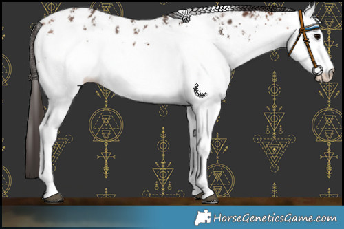 Horse Color:White Spotted Bay Near Leopard 