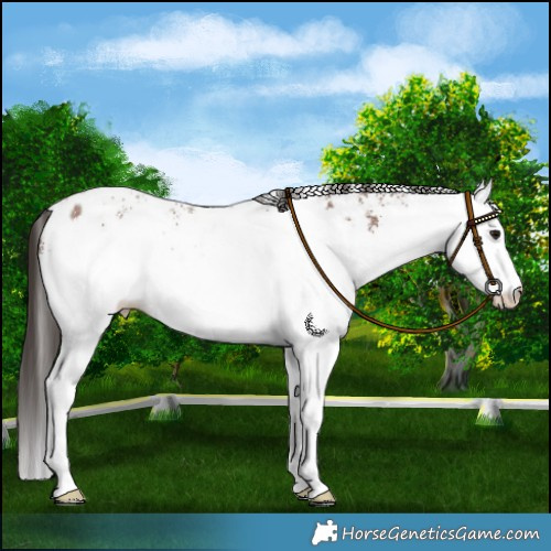 Horse Color:White Spotted Bay Leopard 
