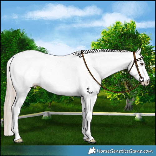 Horse Color:White Spotted Chocolate Palomino Blanket