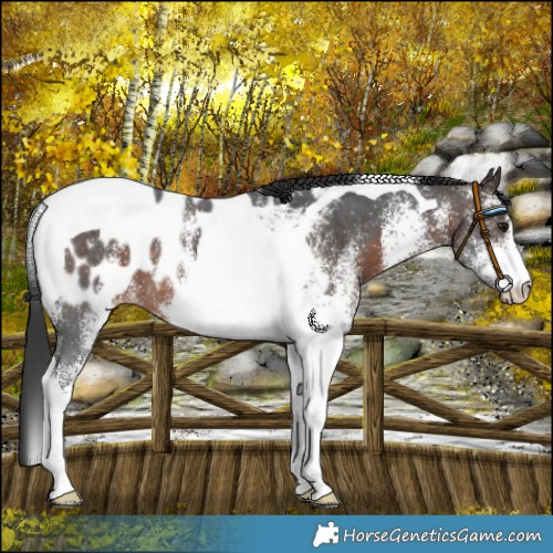 Horse Color:White Spotted Bay Tobiano Near Leopard 