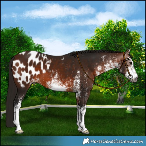 Horse Color:Gray White Spotted Bay Blanket 
