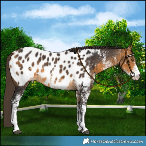 Horse Color:White Spotted Buckskin Near Leopard
