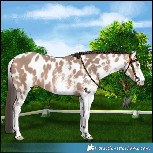 Horse Color:White Spotted Sable Champagne Leopard 