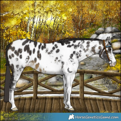 Horse Color:White Spotted Buckskin Near Leopard