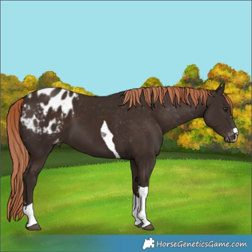 Horse Color:Liver Chestnut Tobiano Blanket