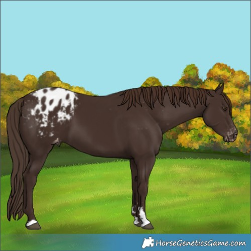 Horse Color:Liver Chestnut Blanket