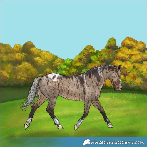 Horse Color:Powder White Silver Brown Dun Appaloosa Rabicano Brindle