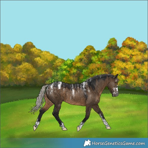Horse Color:Powder White Gray Silver Brown Dun Appaloosa Rabicano 