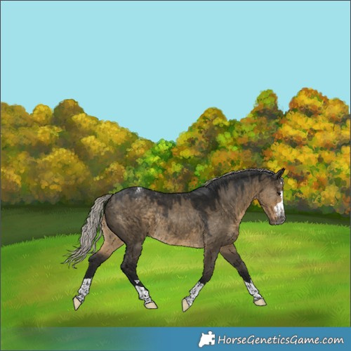 Horse Color:Gray Silver Smoky Grullo Appaloosa Rabicano 