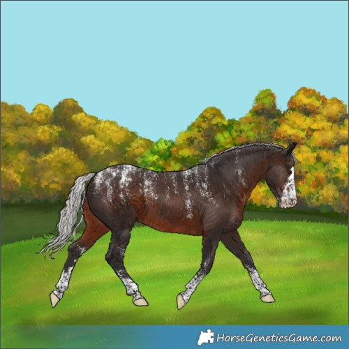 Horse Color:Powder White Silver Brown Appaloosa 