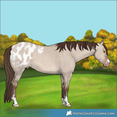 Horse Color:Sable Champagne Dun Blanket