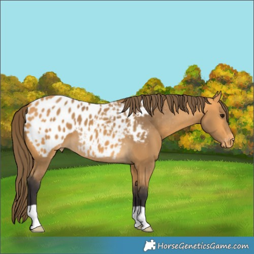 Horse Color:Buckskin Blanket 