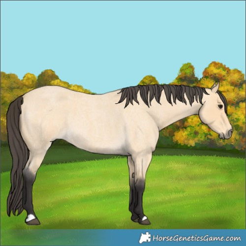 Horse Color:Buckskin Roan 