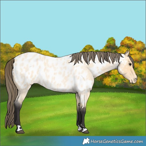 Horse Color:Buckskin Roan Near Leopard 