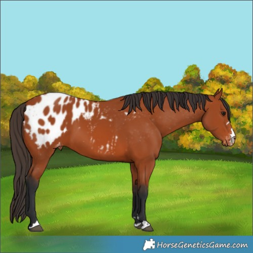 Horse Color:Bay Blanket