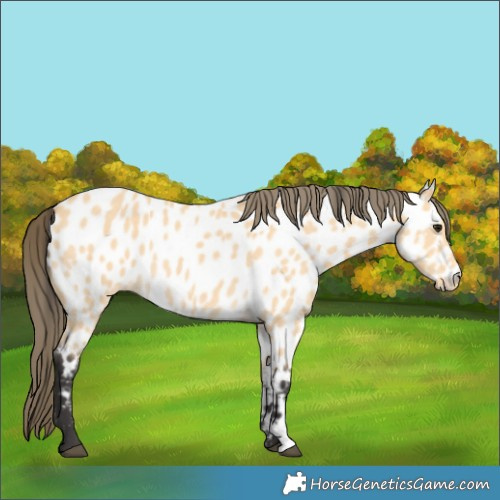 Horse Color:Buckskin Near Leopard 