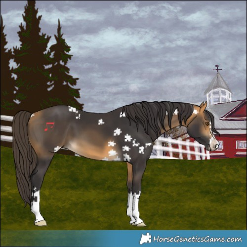 Horse Color:Buckskin 