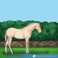 Horse Color:Palomino Roan 