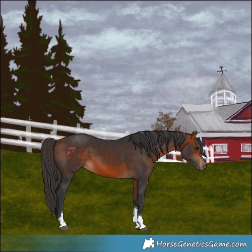 Horse Color:Bay Tobiano