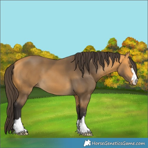Horse Color:Buckskin