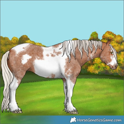 Horse Color:Silver Bay Sabino Tobiano Frame