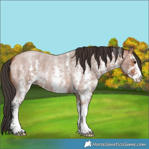Horse Color:Bay Roan Sabino 
