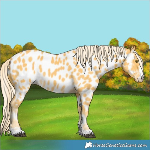 Horse Color:Palomino Near Leopard
