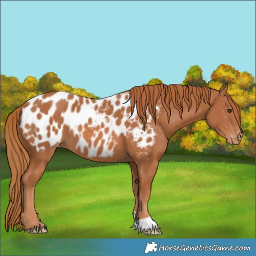 Horse Color:Chestnut Near Leopard