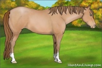 Horse Color:Bay Pearl 