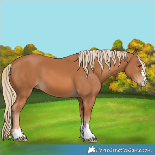 Horse Color:Chestnut 