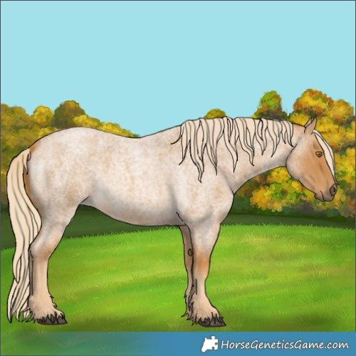 Horse Color:Palomino Roan 