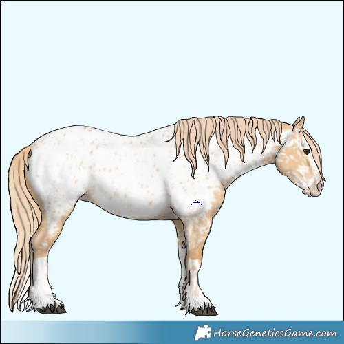 Horse Color:Red Dun Near Leopard  and Red Dun Splash Near Leopard 