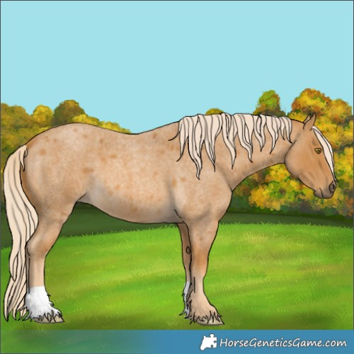 Horse Color:Palomino Roan 