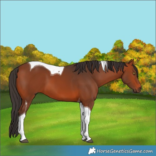 Horse Color:Bay Tobiano