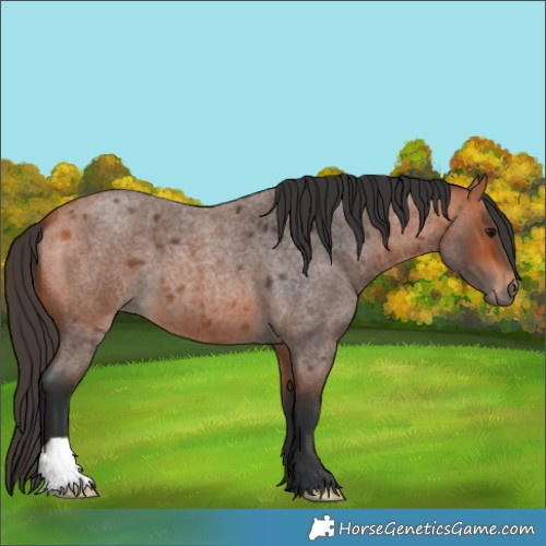 Horse Color:Bay Roan 