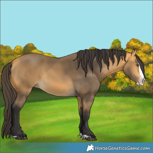 Horse Color:Buckskin Splash Rabicano 