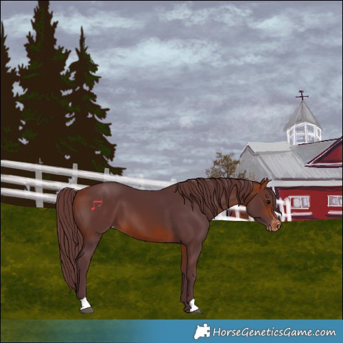 Horse Color:Chocolate Bay Skewed LP Spotted